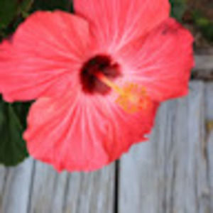 Meet your Posher, Leah